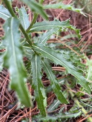 Cirsium pumilum