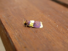 Heterallactis phlogozona