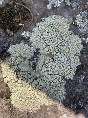 Lecanora argopholis