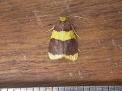 Heterallactis phlogozona