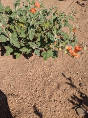 Sphaeralcea ambigua