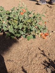 Sphaeralcea ambigua