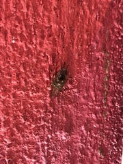 Copestylum chalybescens