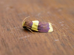 Heterallactis phlogozona