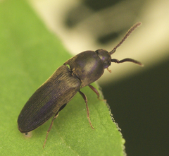Dromaeolus harringtoni