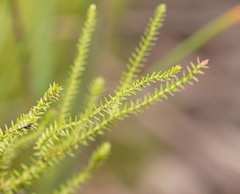 Selaginella uliginosa