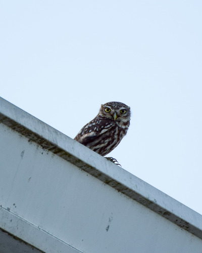 Mochuelo europeo (Athene noctua)