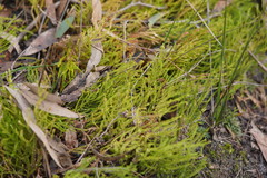 Selaginella uliginosa