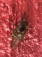 Copestylum chalybescens