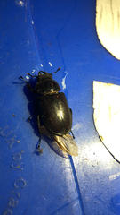 Lucanus cervus