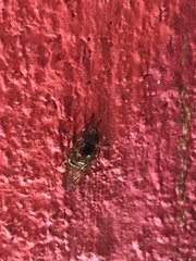 Copestylum chalybescens