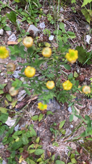 Trifolium aureum