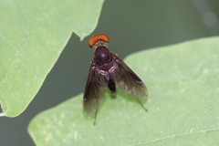 Chrysopilus quadratus