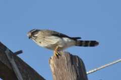 Spiziapteryx circumcincta