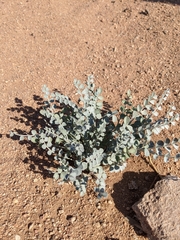 Magnoliopsida