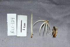 Pterulicium subsimplex