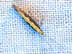 Plutella xylostella-australiana