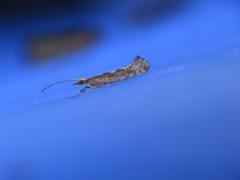 Plutella xylostella-australiana