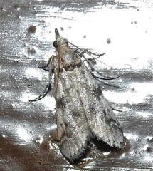 Amyelois transitella