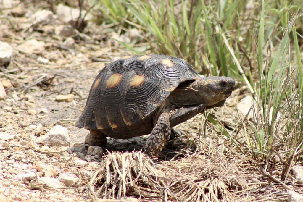 Texas Tortoise in July 2021 by Sam Moore · iNaturalist