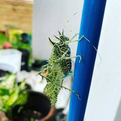 Orthoptera