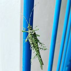Orthoptera