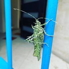 Orthoptera