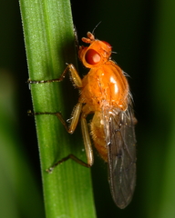 Dryomyza anilis
