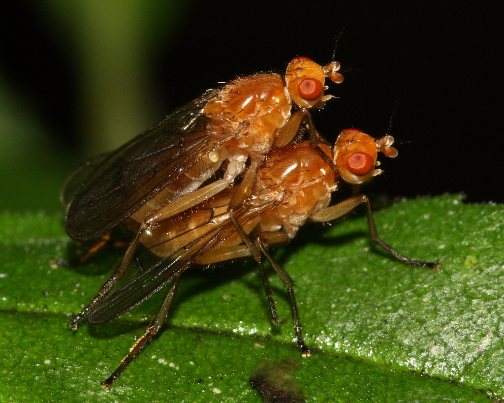 Dryomyza simplex
