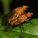 Dryomyza simplex - Photo (c) Stephen Luk, some rights reserved (CC BY-NC), uploaded by Stephen Luk