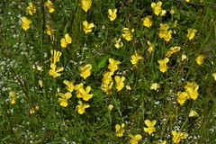 Viola lutea lutea