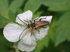 Lepturobosca chrysocoma