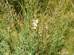 Linaria nivea