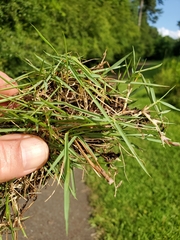 Zoysia