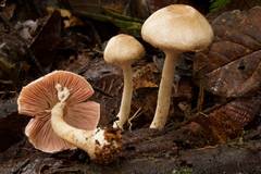 Agaricus microincrustatus