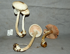Agaricus microincrustatus