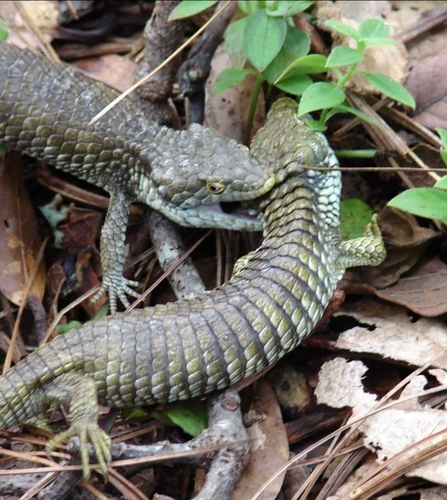 Oaxaca Arboreal Alligator Lizard