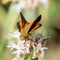 Ochlodes agricola