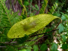 Dalbergia pseudobaronii image