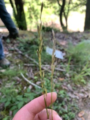 Bromus vulgaris