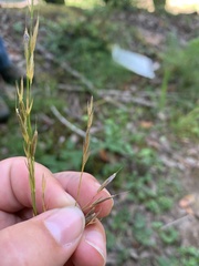 Bromus vulgaris