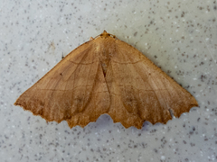 Euchlaena johnsonaria