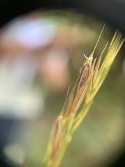 Bromus vulgaris