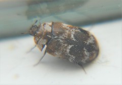 Trogoderma sternale aspericolle