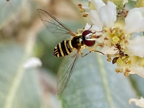 iNaturalist observation photo of Oblique Streaktail