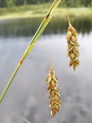 Carex limosa