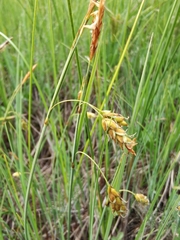 Carex limosa