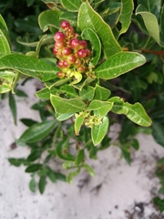 Searsia laevigata laevigata