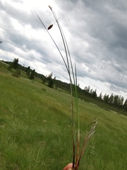 Carex limosa