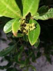 Searsia laevigata laevigata